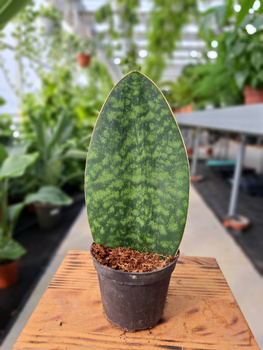 SANSEVIERIA MASONIANA P8