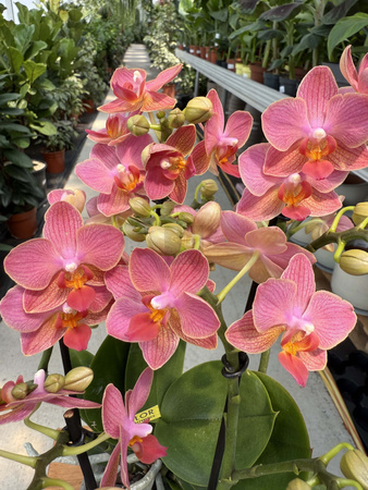 PHALENOPSIS ORANGE CHARME P12