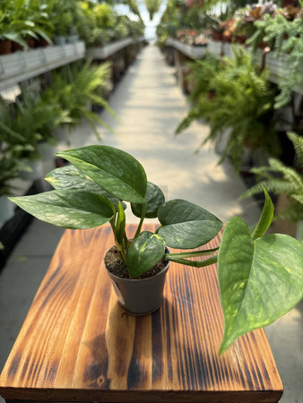 EPIPREMNUM PINATUM AUREUS P6