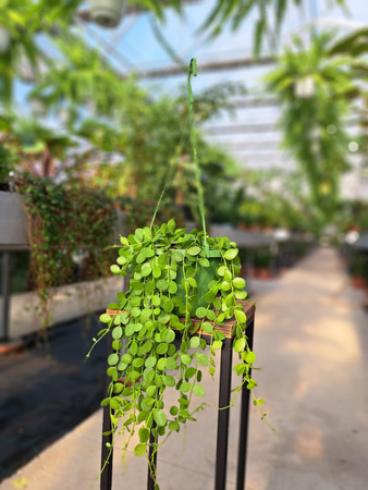 DISCHIDIA NUMULARIA OKRĄGŁOLISTNA P14