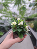 EUPHORBIA MILIANA BIAŁA P6