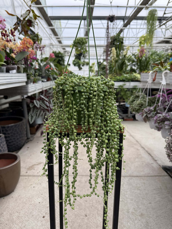 SENECIO ROWLEYA P14