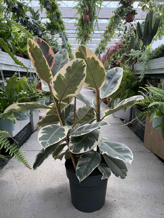 FICUS ELASTICA TINAKE P27