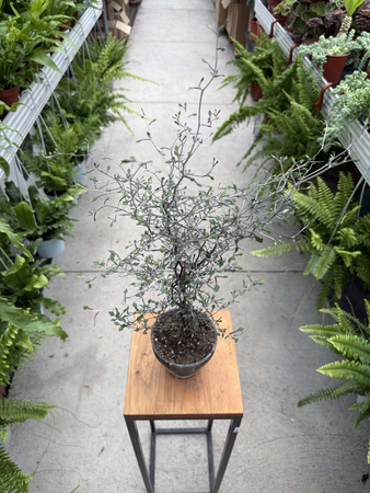 COROKIA COTONEASTER P12