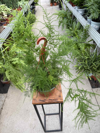 ASPARAGUS PLUMOSUS P17