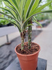 DRACENA LEMON LIME P17