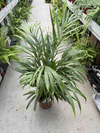 DYPSIS P21