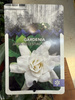 GARDENIA JASMINOIDES P9