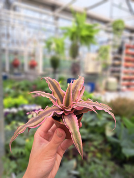 SKRYTOWKIAT - CRYPTANTHUS P6