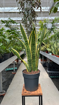 SANSEVIERIA LAURENTII P21