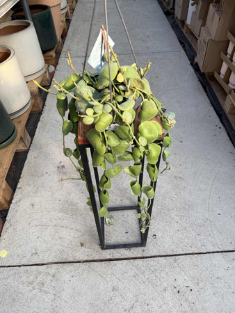 DISCHIDIA PLATYPHYLLA P14