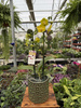 PHALENOPSIS LIMITED 16 P12