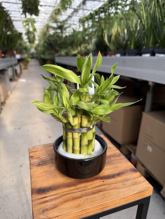 DRACENA LUCKY BAMBOO P9