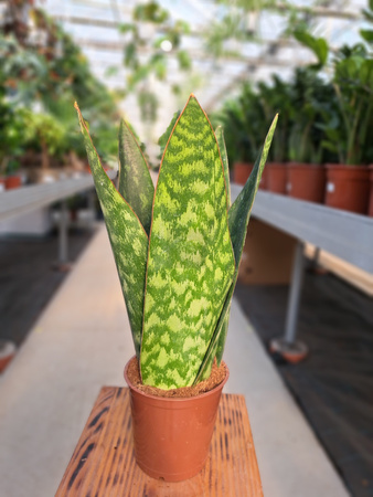 SANSEVERIA JAMAIQUINA QUEE P12