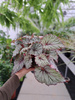 BEGONIA REX ARCTISC BRISE P11