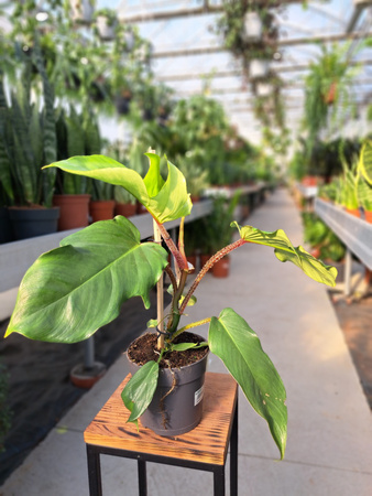 PHILODENDRON SQUAMIFERUM P14