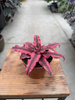 CRYPTANTHUS ZONANTUS P9