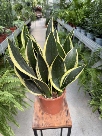 SANSEVIERIA BLACK GOLD P17