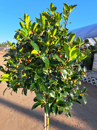 OSTROKRZEW KOLCZASTY BLUE MAID PA P28