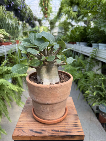 ADENIUM ANSU BAOBAB P17