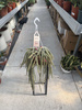 CACTUS APOROCACTUS P14