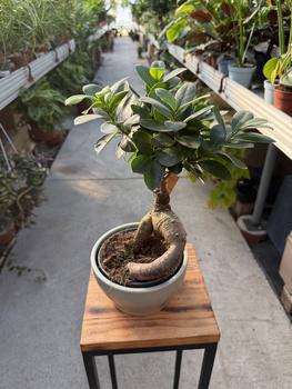FICUS MICROCORPA GINSENG P16