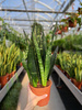 SANSEVIERIA BLACK CORAL P14