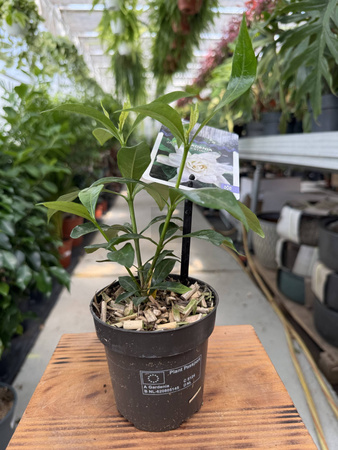GARDENIA JASMINOIDES P9