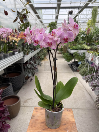 PHALENOPSIS LIMITED 02 P9