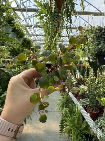 PEPEROMIA PEPPERSPOT P6