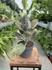 KALANCHOE BEHARENSIS P13