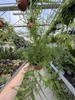 ASPARAGUS PLUMOSUS P17