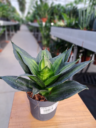 SANSEVIERIA LOOP'S PRIDE HAHNII P9.