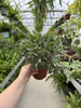 CRASSULA  ARBORESCENS P15
