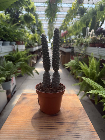 OPUNTIA DIADEMATA P8