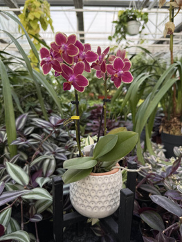 PHALENOPSIS LIMITED 20 MINI P7