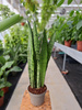 SANSEVIERIA SPEARMINT P14