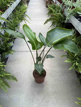STRELITZIA NICOLAI P21