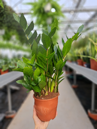ZAMIOCULCAS ZAMIFOLIA P14