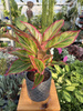 AGLAONEMA JUNGLE LAVA P12