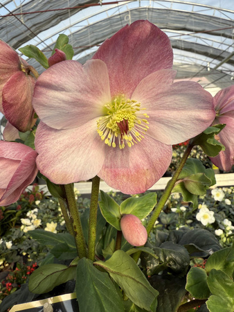 CIEMIERNIK WINTER BALLET KACY P15