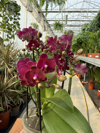 PHALENOPSIS MULTIFLORA TYPES RED TEMPTATIO
