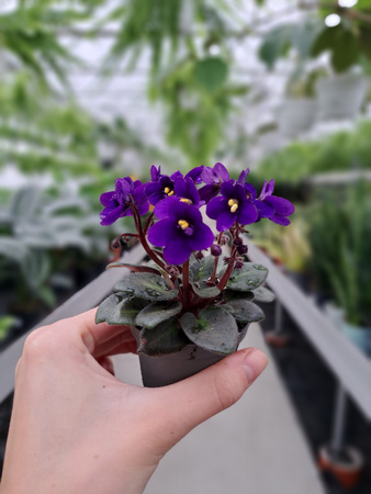 SAINTPAULIA P6 GRANATOWY 