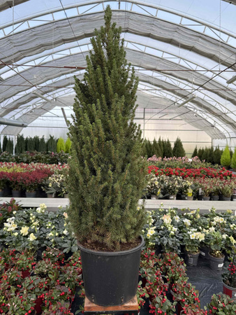 ŚWIERK BIAŁY CONICA P25