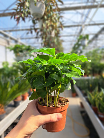 COFFEA ARABICA P9