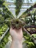 TILLANDSIA STREPTOPHYLLA P8