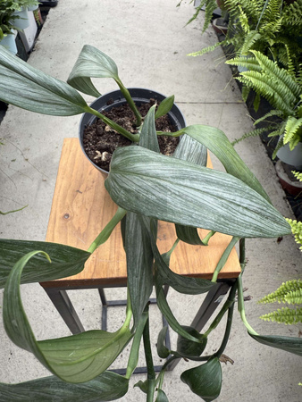 EPIPREMNUM AMPLISSIUM SILVER P12