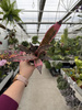 CRYPTANTHUS RUBIN STAR P9