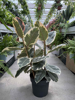 FICUS ELASTICA TINAKE P27