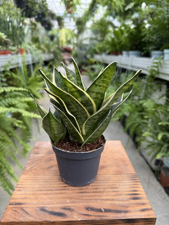 SANSEVIERIA HAHNII P9